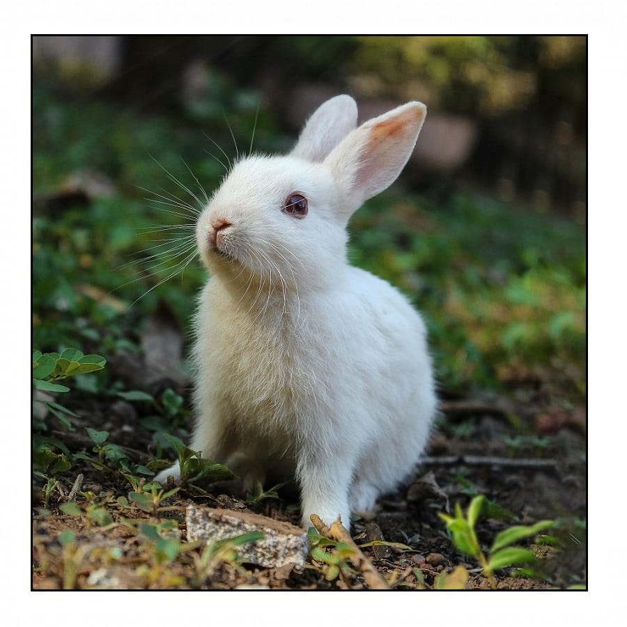 Konijn 900x900
