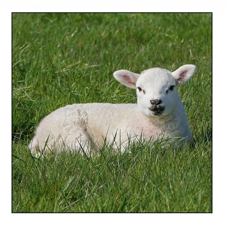 Lammetje 900x900